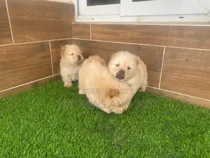 1-3 months Male Purebred Chow Chow