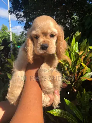 1-3 months Female Purebred Cocker Spaniel