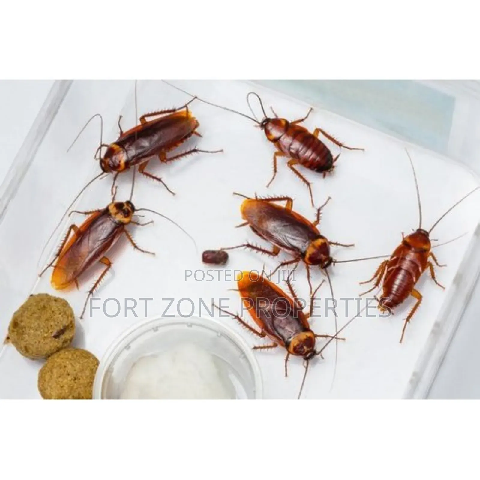 Pest Terminators And Fumigation