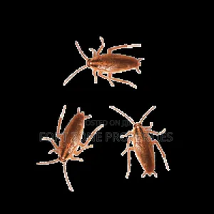 Pest Terminators And Fumigation