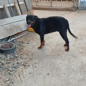 6-12 months Male Purebred Rottweiler