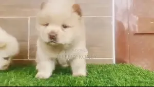 1-3 months Male Purebred Chow Chow
