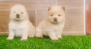 1-3 months Male Purebred Chow Chow