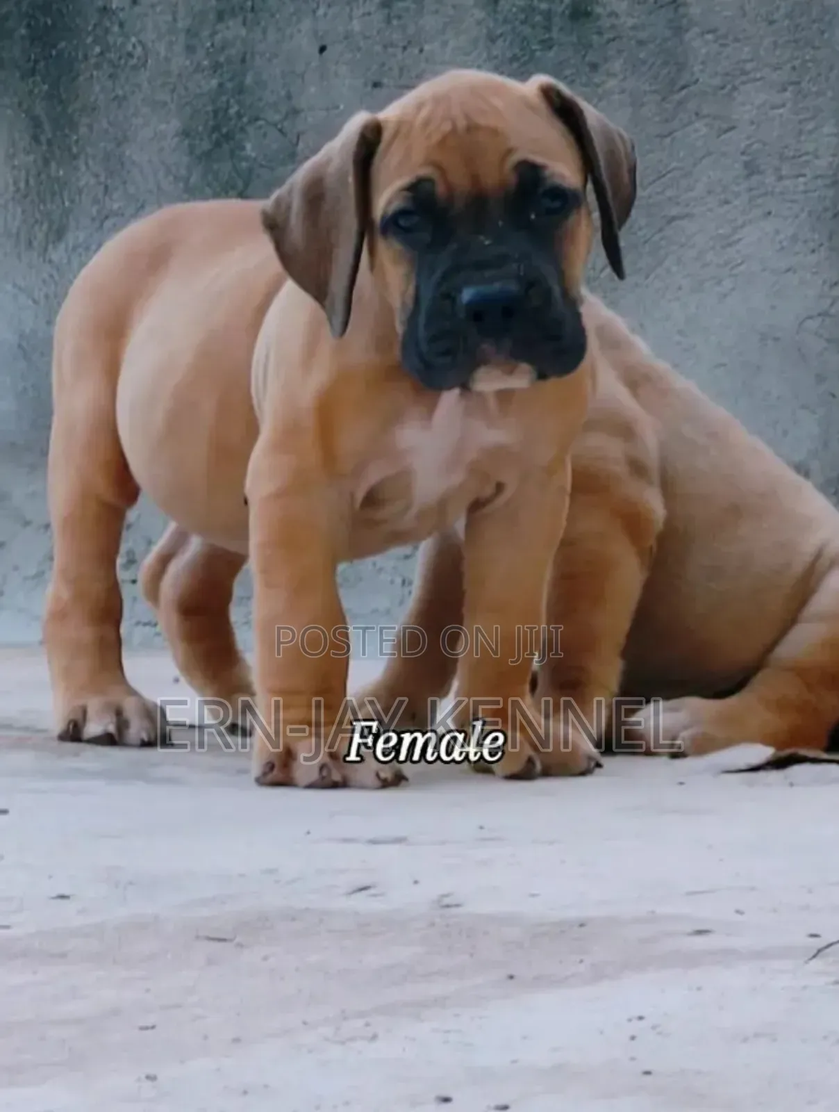 1-3 months Male Purebred Boerboel