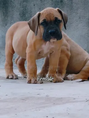 1-3 months Male Purebred Boerboel