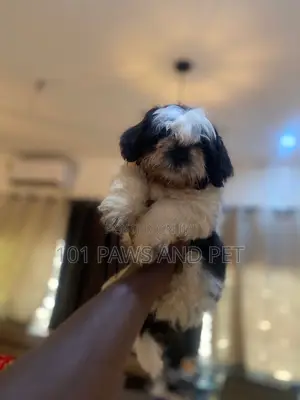 1-3 months Male Purebred Shih Tzu