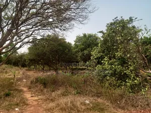 16 Plots ( 4 Acres Land) for Sale at Kubease ( Near Boankra)