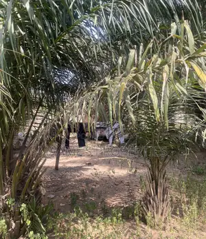1 Acre Main Roadside Land at Ayi Mensah