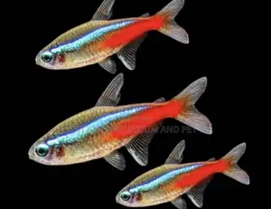 Neon Tetra Fish