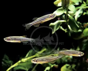 Zebra Danios