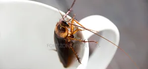 Are You Bothered With Cockroaches,Snakes,Ants Etc