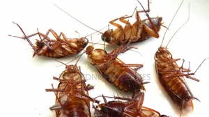 We Care for Your Homes Fumigation