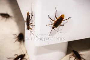 We Care for Your Homes Fumigation