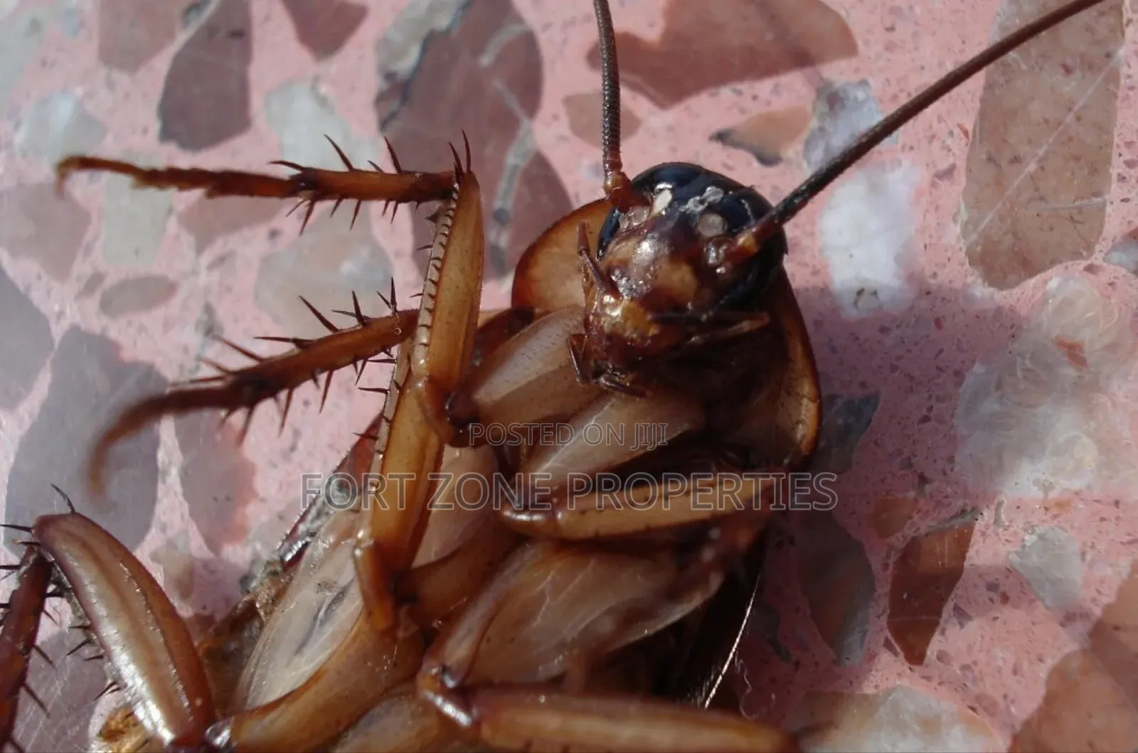 We Care for Your Homes Fumigation