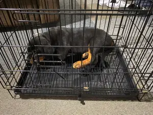 Puppy And Dog Cages