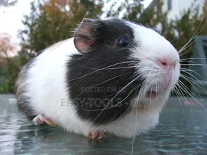 Guinea Pigs _ ( PLEASE READ DESCRIPTION )