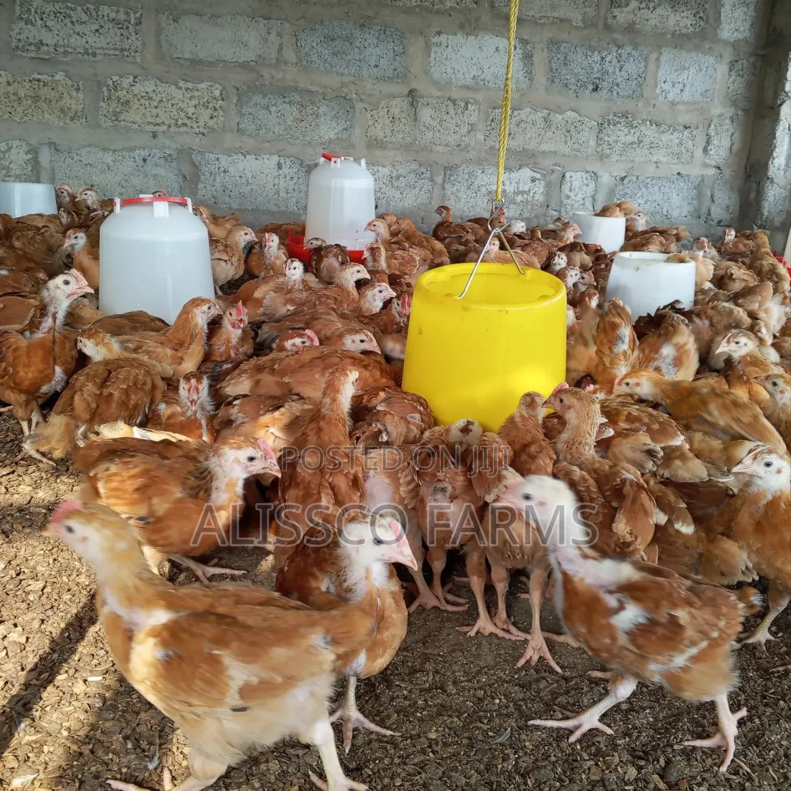 Both Day Old and Months Old Sasso Birds