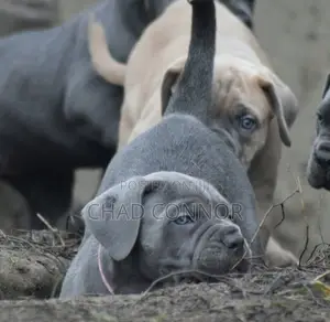 1-3 months Male Purebred Cane Corso
