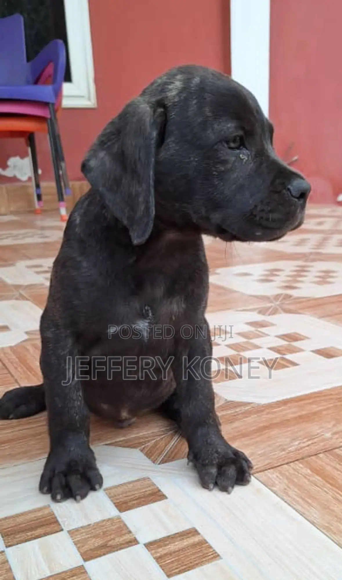 1-3 months Male Purebred Boerboel