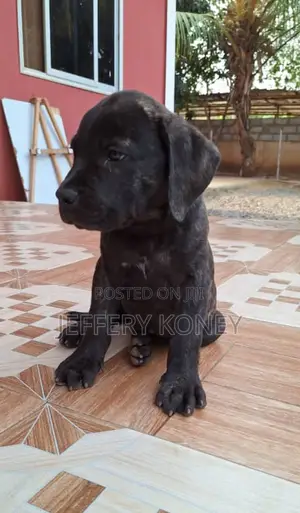 1-3 months Male Purebred Boerboel
