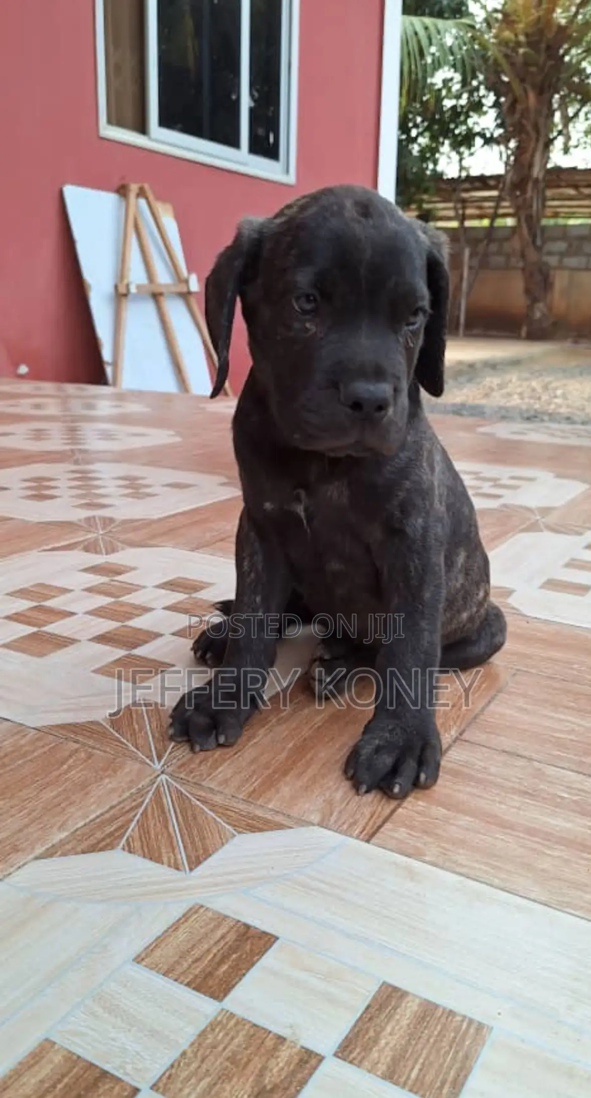 1-3 months Male Purebred Boerboel