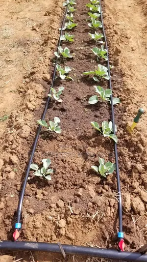 Drip Irrigation Installation