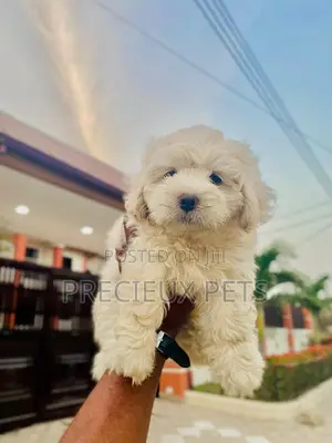 1-3 months Female Purebred Poodle