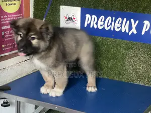 1-3 months Female Purebred Caucasian Shepherd