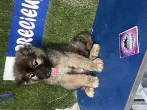 1-3 months Female Purebred Caucasian Shepherd
