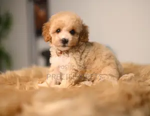 1-3 months Female Purebred Poodle