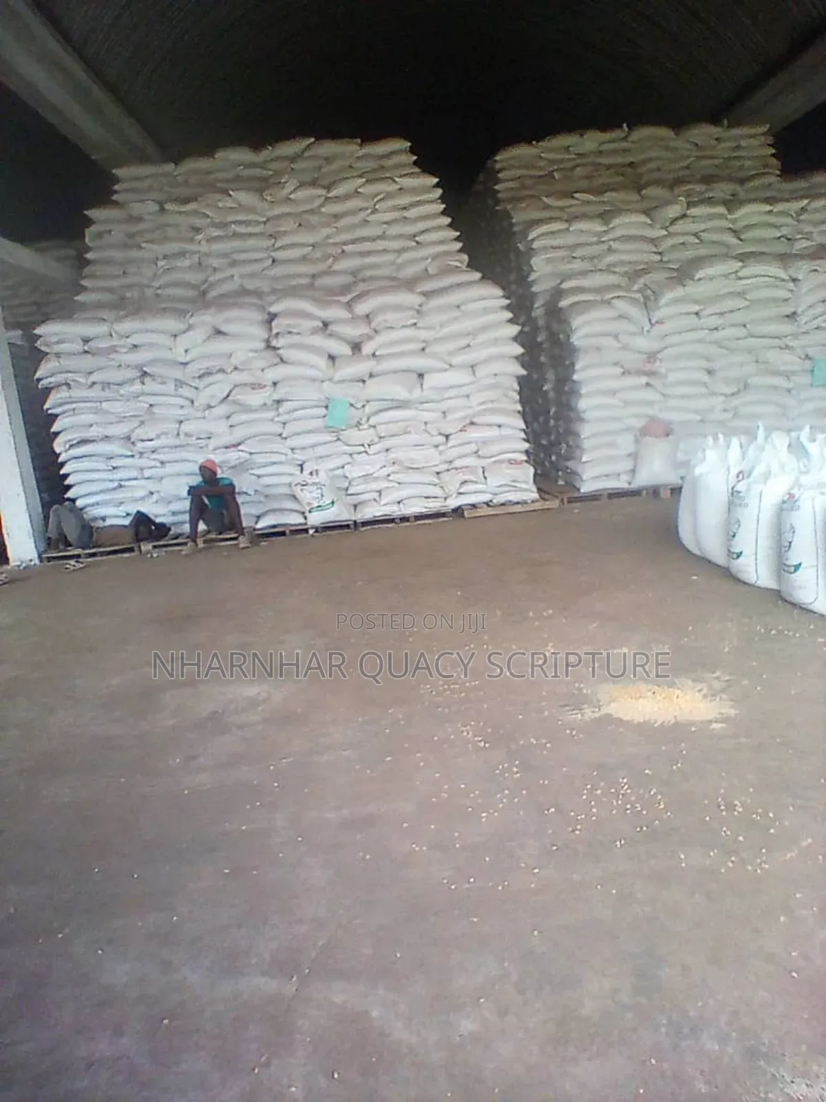 Yellow Maize Corn