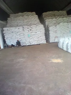 Yellow Maize Corn