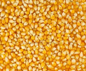 Yellow Maize Corn