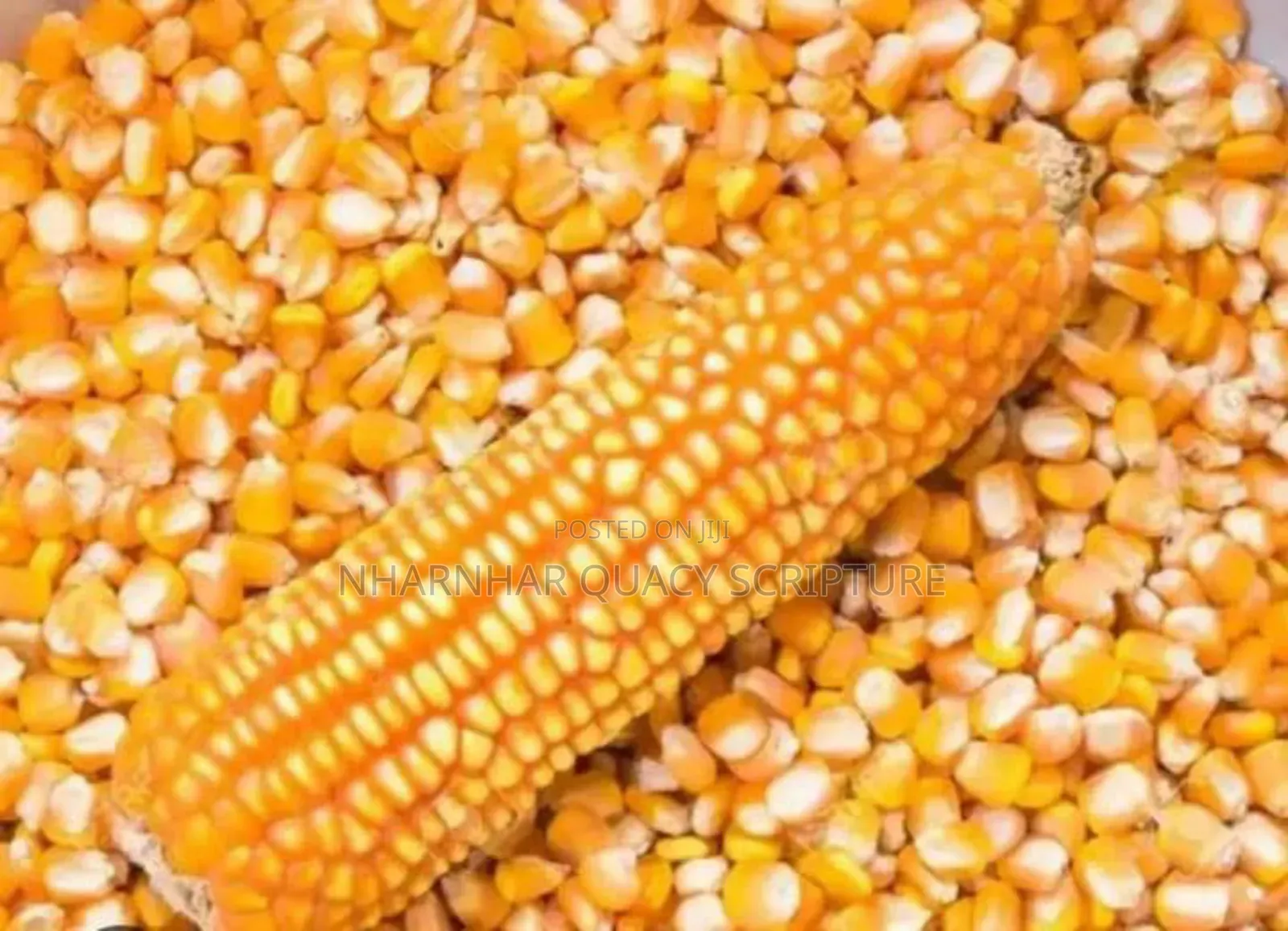 Yellow Maize Corn
