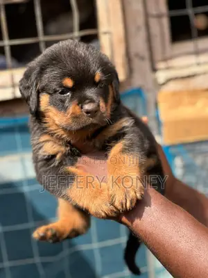 1-3 months Female Purebred Rottweiler