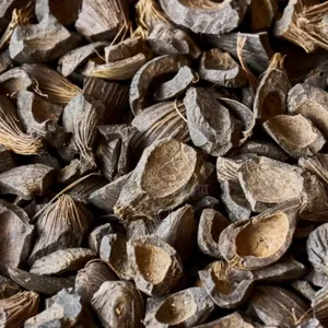 Palm Kernel Shells