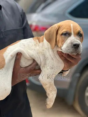 1-3 months Female Purebred Boerboel
