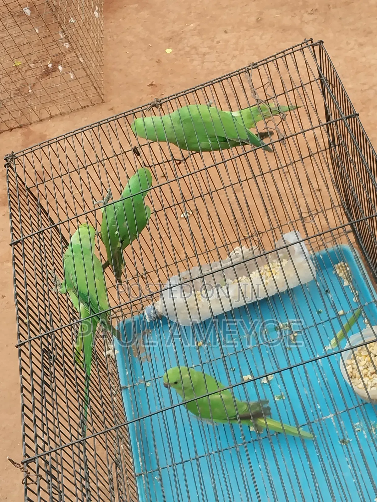 Senegalese Parrots, Long Tails and Love Birds Available