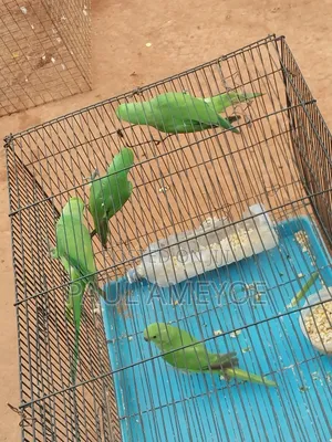 Senegalese Parrots, Long Tails and Love Birds Available