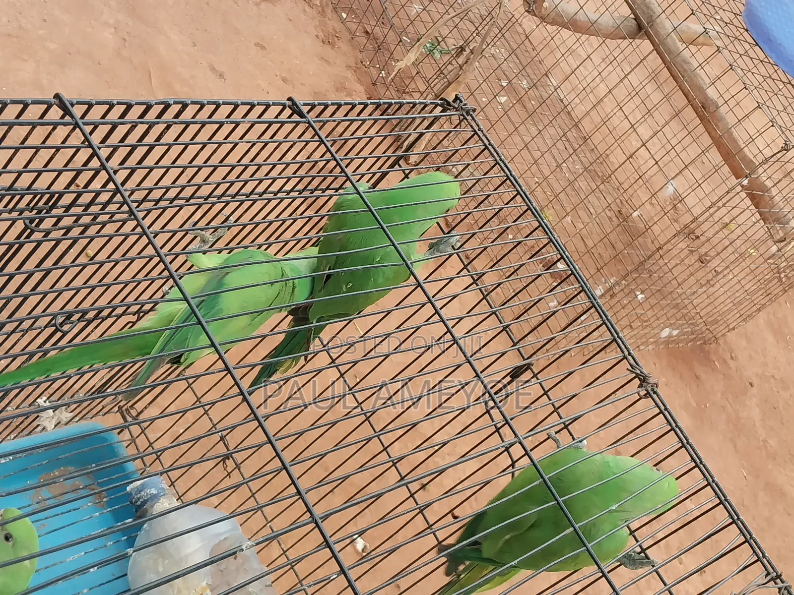 Senegalese Parrots, Long Tails and Love Birds Available