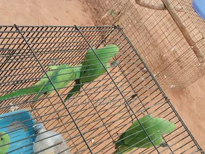 Senegalese Parrots, Long Tails and Love Birds Available