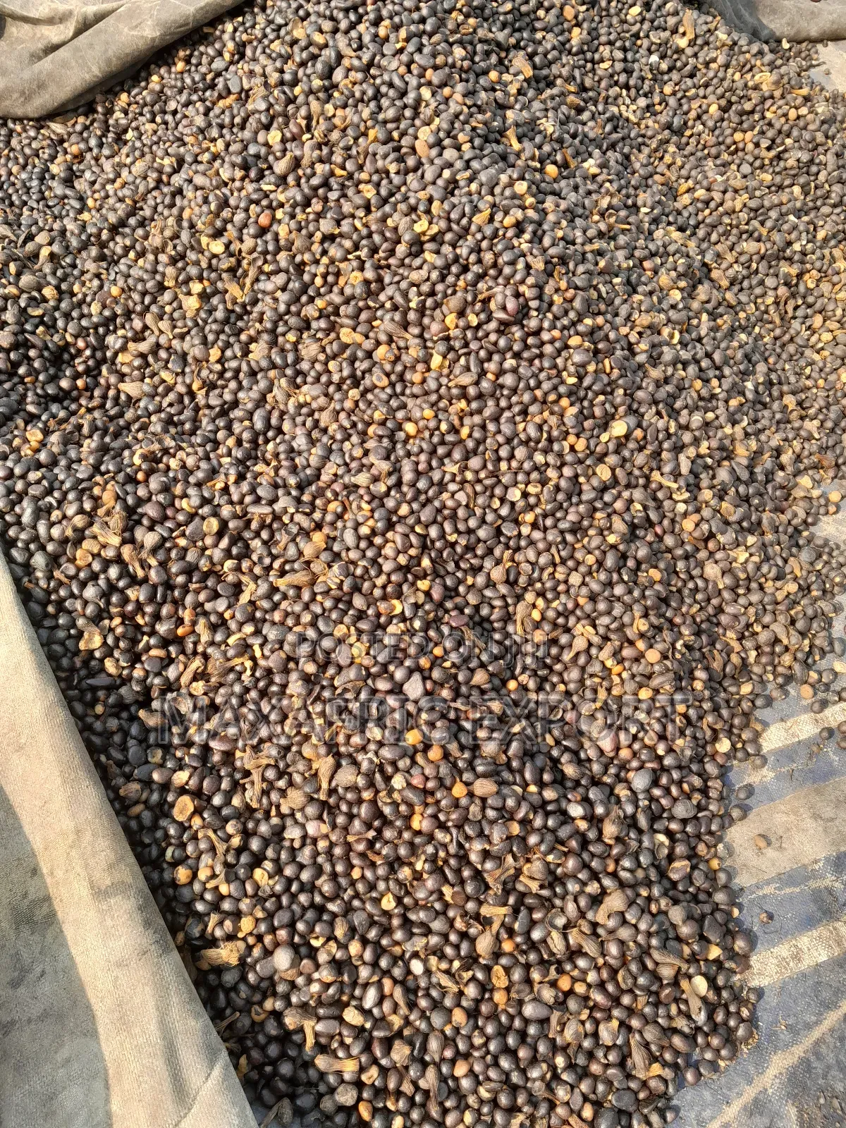 Palm Nut Kernels