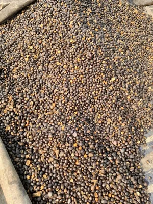 Palm Nut Kernels