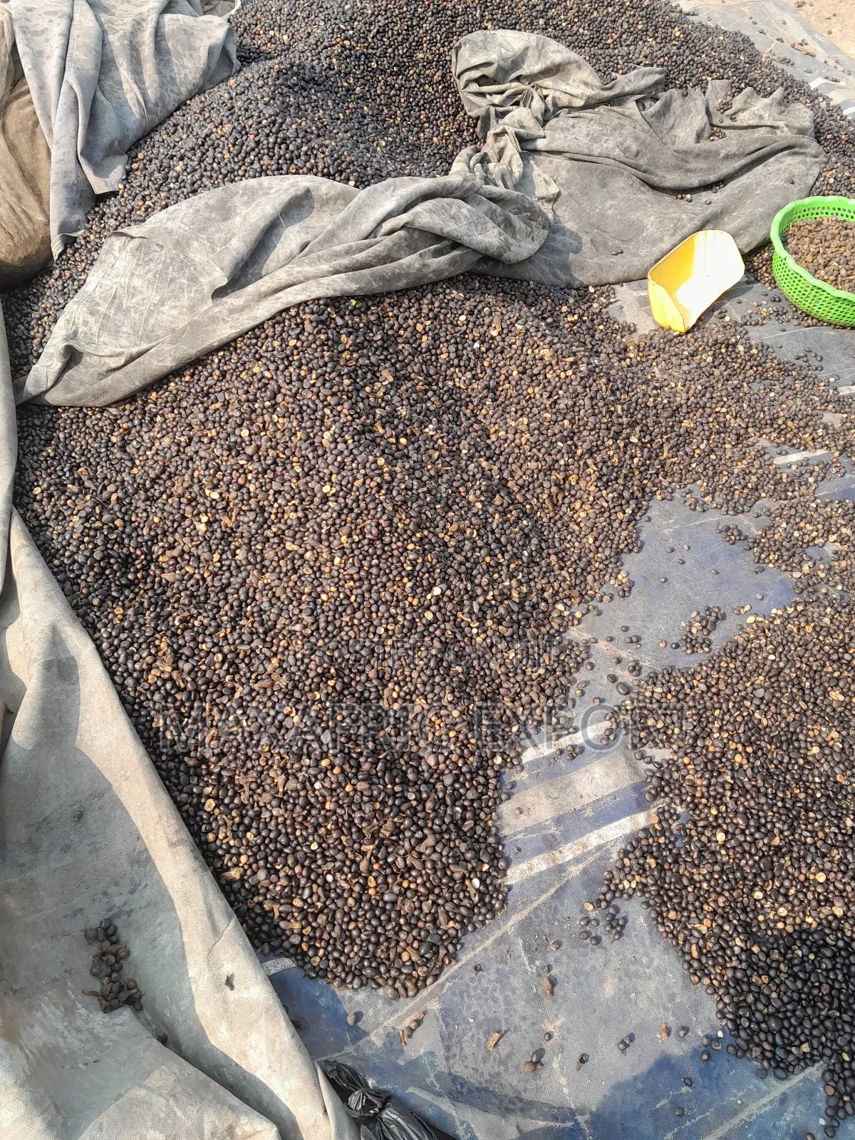 Palm Nut Kernels