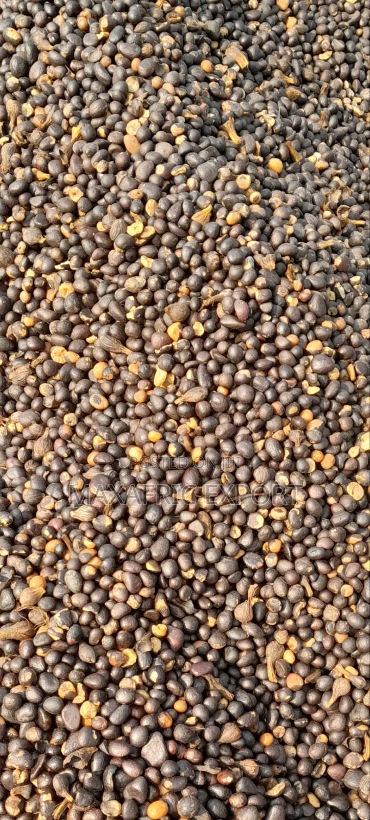 Palm Nut Kernels