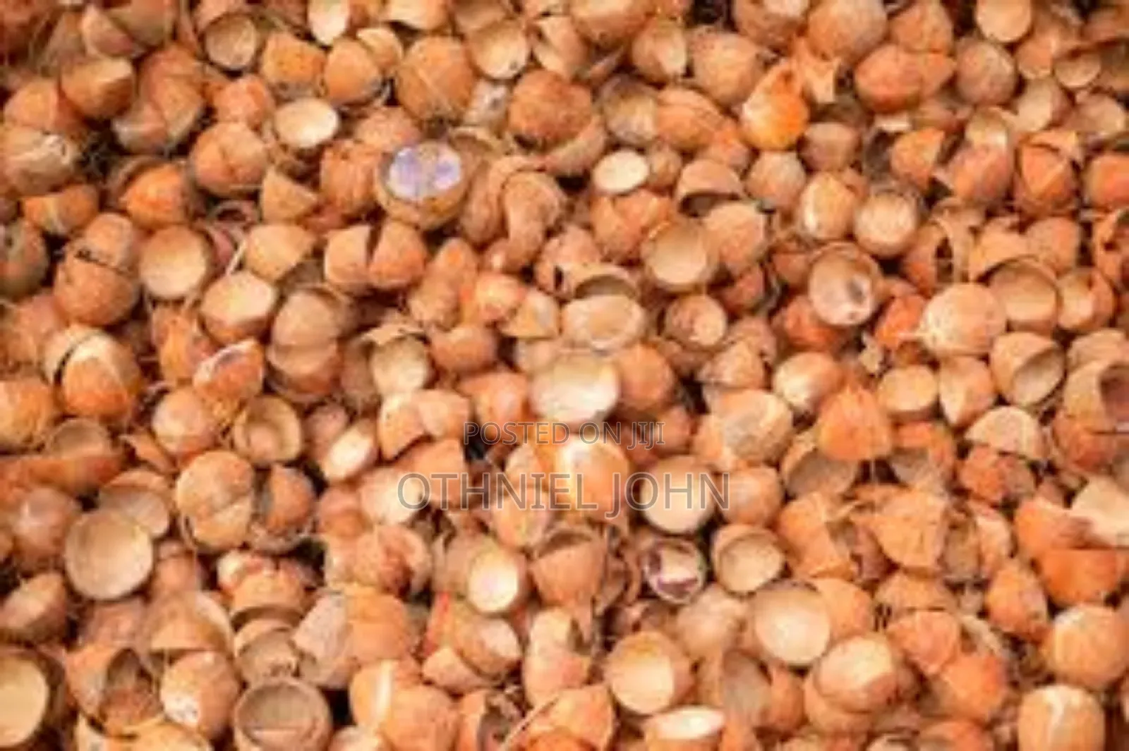 Coconut Shell for Sale in Bulk Only