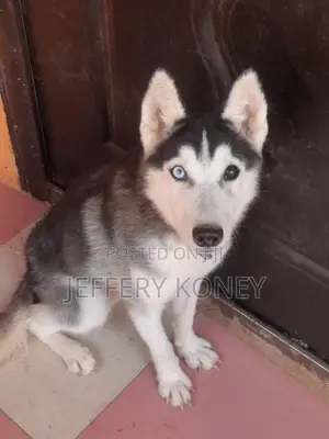 3-6 months Male Purebred Siberian Husky