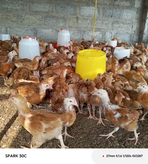 4-5 Weeks Sasso Birds