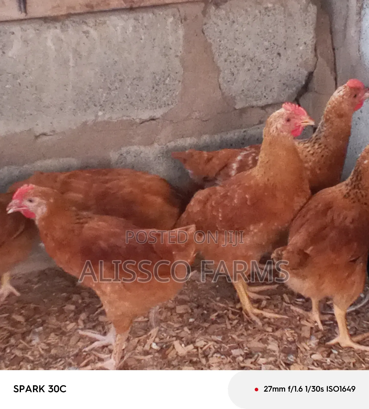 4-5 Weeks Sasso Birds