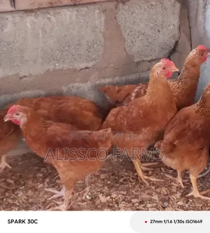 4-5 Weeks Sasso Birds